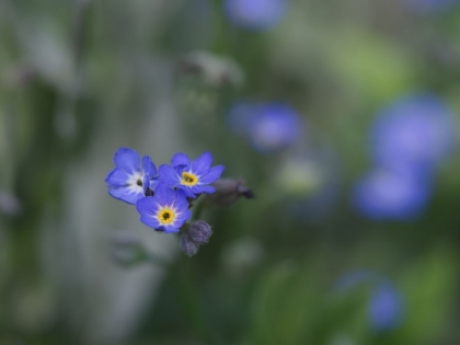 Picture of MYOSOTIS SYLVATICA