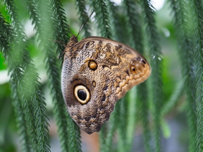 Picture of OWL BUTTERFLY