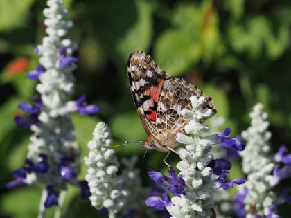 Picture of PAINTED LADY ON MEALY SAGE