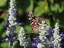 Picture of PAINTED LADY ON MEALY SAGE