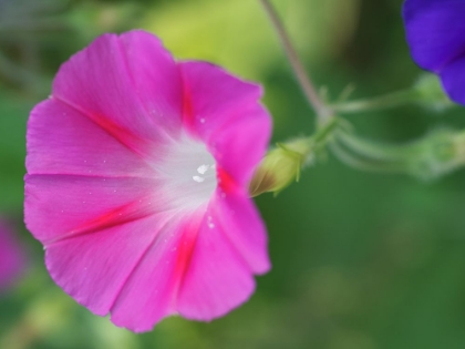 Picture of PINK MORNING GLORY