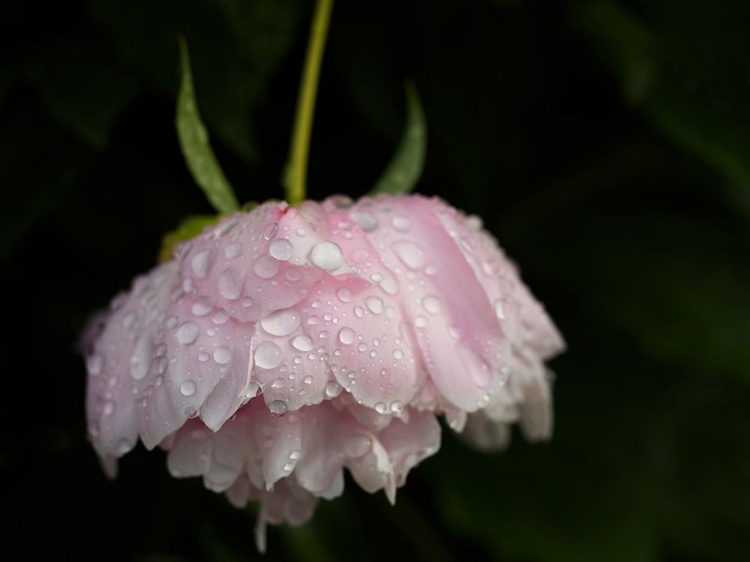 Picture of PINK PEONY IN THE MORNING