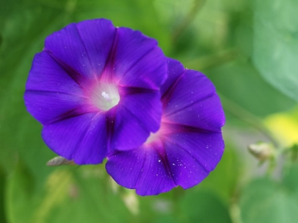 Picture of PURPLE MORNING GLORIES