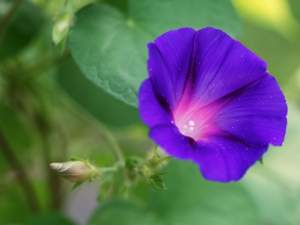Picture of PURPLE MORNING GLORY WITH BUD