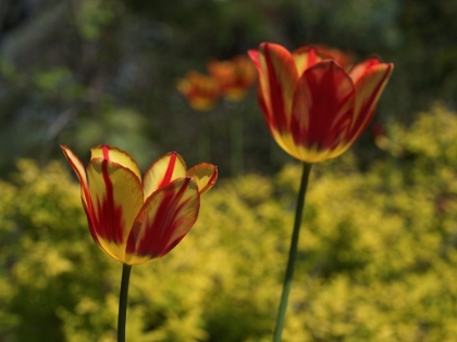 Picture of RED YELLOW TULIPS