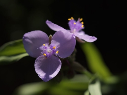 Picture of SPIDERWORT