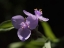 Picture of SPIDERWORT