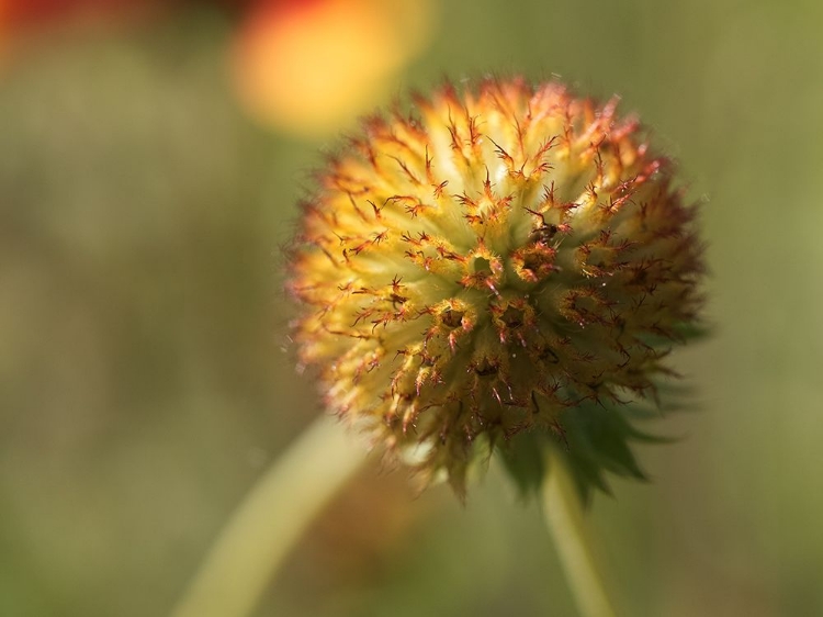 Picture of SUNDANCE SEEDHEAD