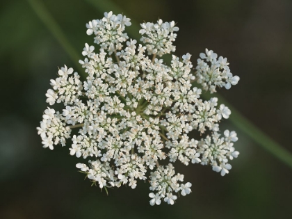 Picture of WILD CARROT