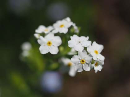 Picture of WOOD FORGET ME NOT