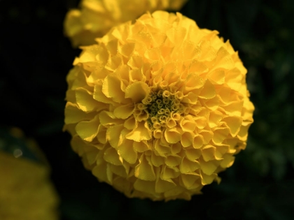 Picture of YELLOW MARIGOLD