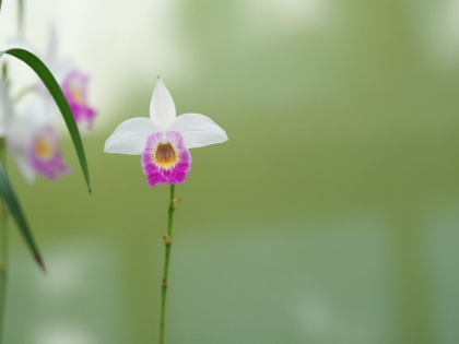 Picture of BAMBOO ORCHID