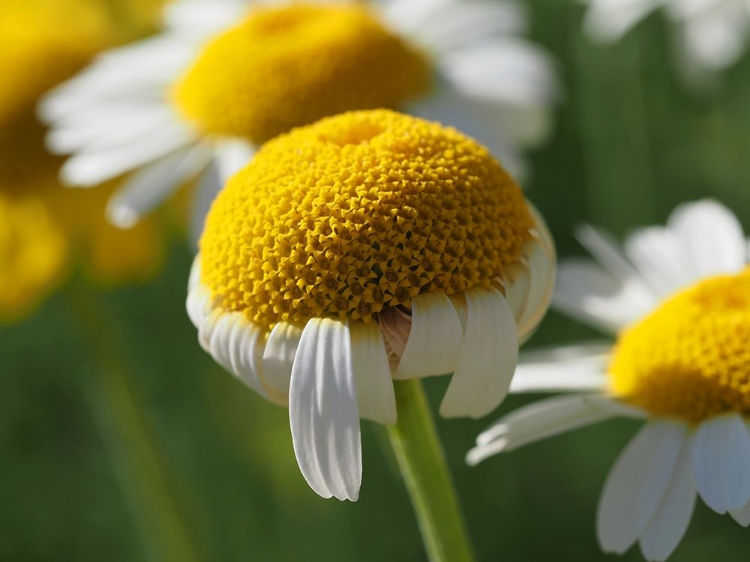 Picture of CHAMOMILE