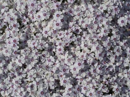 Picture of MOSS PHLOX