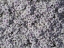 Picture of MOSS PHLOX