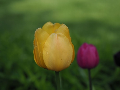 Picture of YELLOW PURPLE TULIPS