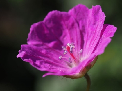 Picture of BLOODY GERANIUM