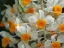Picture of DENDROBIUM THYRSIFLORUM