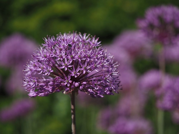 Picture of GIANT ALLIUM