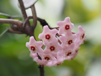 Picture of HOYA CARNOSA