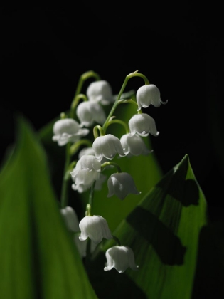 Picture of LILY OF THE VALLEY