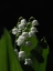 Picture of LILY OF THE VALLEY