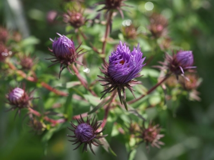 Picture of ASTERS