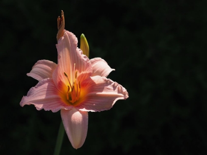 Picture of DAYLILY