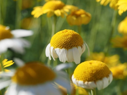 Picture of FIELD OF CHAMOMILE FLOWERS