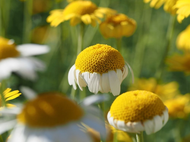 Picture of FIELD OF CHAMOMILE FLOWERS