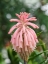 Picture of FOREST LILY