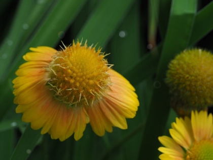 Picture of GAILLARDIA