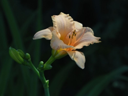 Picture of PEACH DAYLILY