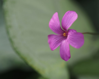 Picture of PINK SORREL