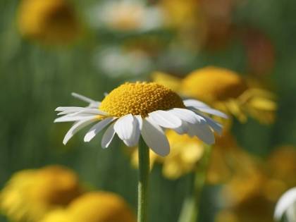 Picture of WHITE CHAMOMILE