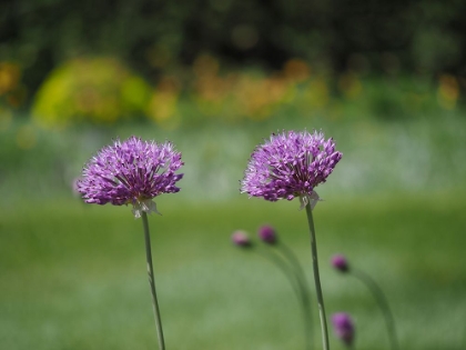 Picture of BLOSSOM CHIVES