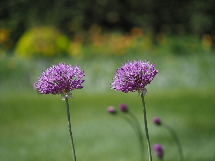 Picture of BLOSSOM CHIVES