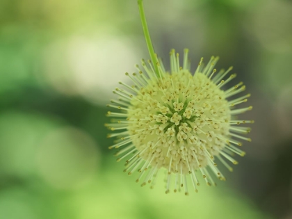 Picture of CEPHALANTHUS OCCIDENTALIS