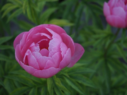 Picture of CHINESE PEONY