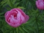 Picture of CHINESE PEONY