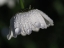 Picture of DAISY WITH DROPLETS
