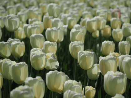 Picture of FIELD OF WHITE TULIPS