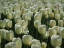 Picture of FIELD OF WHITE TULIPS