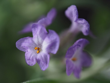 Picture of LAVENDER