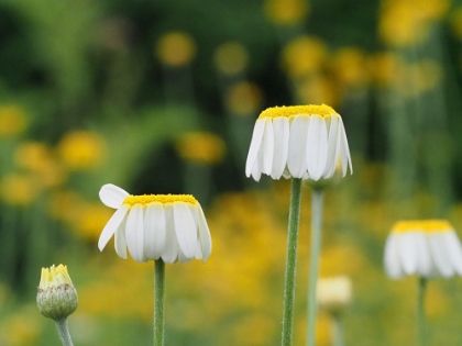 Picture of LAWN DAISIES