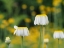 Picture of LAWN DAISIES
