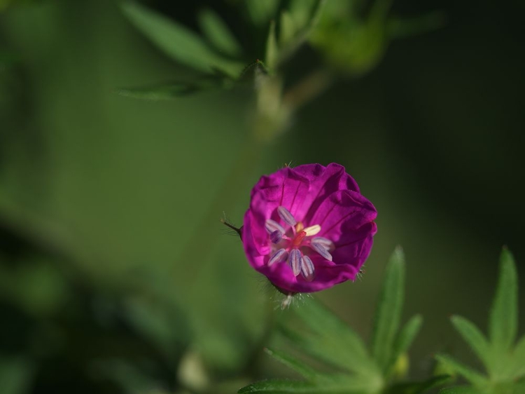 Picture of LONELY