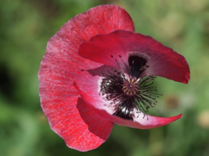 Picture of OPIUM POPPY