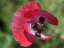 Picture of OPIUM POPPY