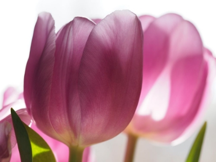 Picture of PINK TULIPS